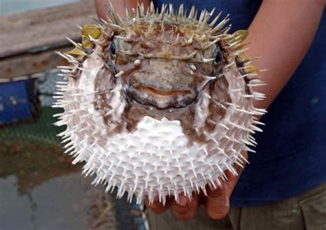 Penis Fish (Gaebul): South Korea’s Genital.